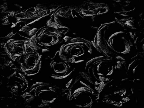 [100+] Black Rose Wallpapers | Wallpapers.com