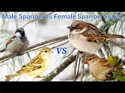 Female Sparrow