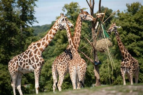 GALLERY: Animals have fun in the sun at West Midland Safari Park | Shropshire Star