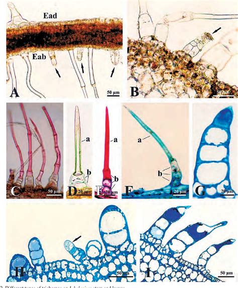 [PDF] Structure and distribution of glandular and non-glandular trichomes on above-ground organs ...