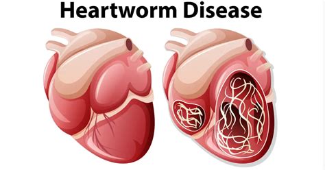 Heartworm In Dogs - All You Should Know