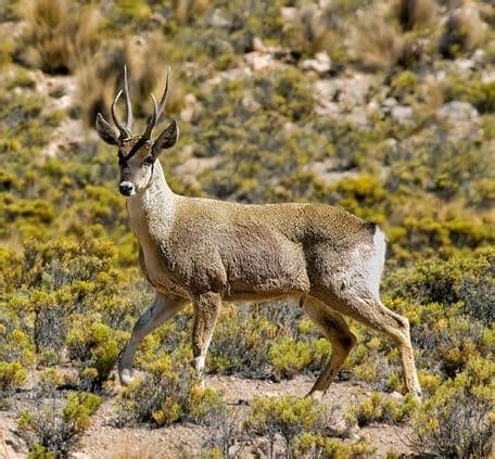 Taruca o Hippocamelus antisensis - 🥇 Extinción Animal 2022