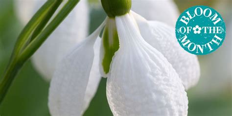 5 of the best snowdrop varieties to look out for