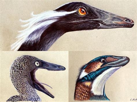 210 best images about Theropod with Feathers on Pinterest | Feathers, Fossil and Prehistoric animals