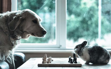 Cute Chess Match: Dog vs Rabbit HD Wallpaper