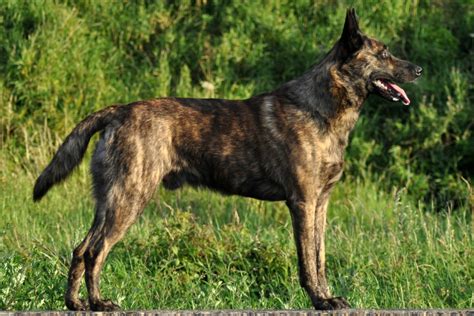 Dutch Shepherd Dog - Temperament, Lifespan, Shedding, Puppy