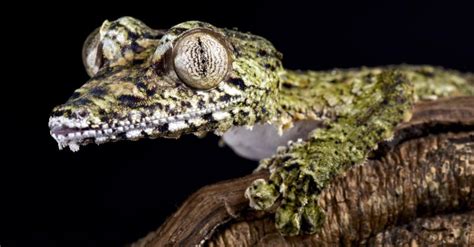 Leaf-Tailed Gecko Animal Facts | AZ Animals