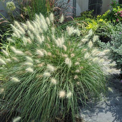 Pennisetum (Fountain Grasses): Care Growing Guide, 45% OFF