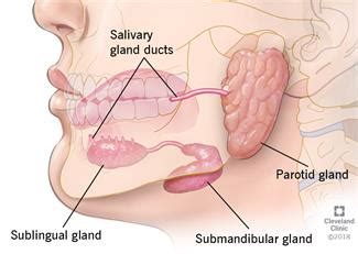 Sialadenitis (Salivary Gland Infection): Symptoms & Treatment