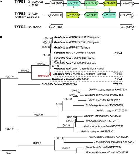 Frontiers | Complete Mitochondrial Genomes Reveal Population-Level Patterns in the Widespread ...