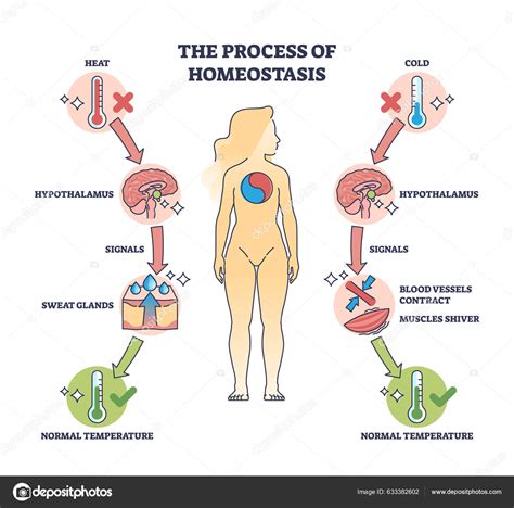 Processo Homeostase Como Diagrama Contorno Regulação Temperatura Corpo ...