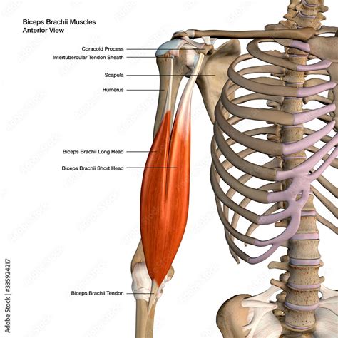 vocal Familiarizarse sabor dulce biceps brachii anatomy Adicto ensillar Deslumbrante