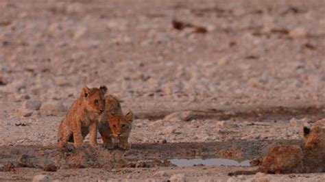 Abandoned Starving Lion Cubs Drinking Water Stock Footage Video (100% ...