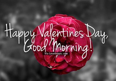 Good Morning Valentines Day Rose Pictures, Photos, and Images for ...