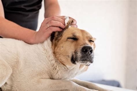 7 Ways to Help Dogs with Ear Infections At Home | BetterVet