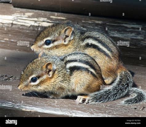 Cute Baby Chipmunks