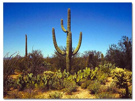 Saguaro Cactus - DesertUSA