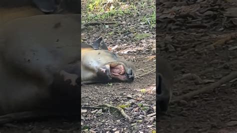 Sleepy tapir Xcaret Playa del Carmen Mexico tropical Caribbean jungle animal #nature #wildlife # ...