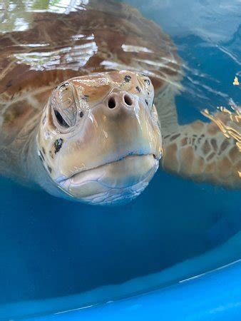 Bora Bora Turtle Centre: UPDATED 2019 All You Need to Know Before You ...