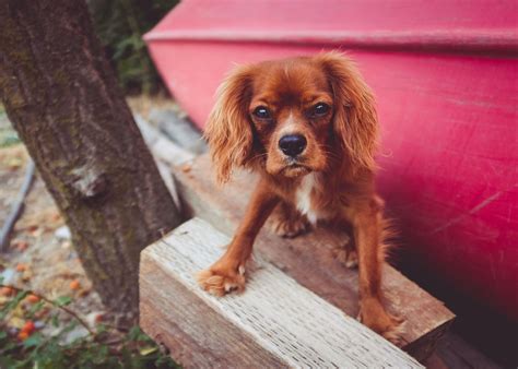 Free Images : puppy, vertebrate, dog breed, cavalier king charles ...