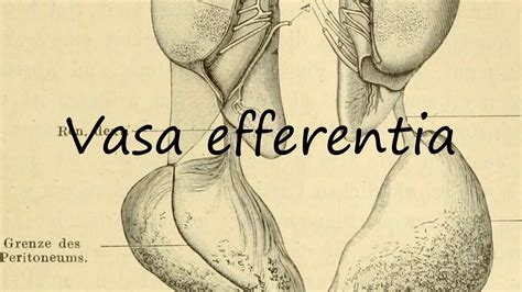 How to Pronounce Vasa efferentia? - YouTube