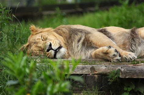 Sleeping Lion Free Stock Photo - Public Domain Pictures
