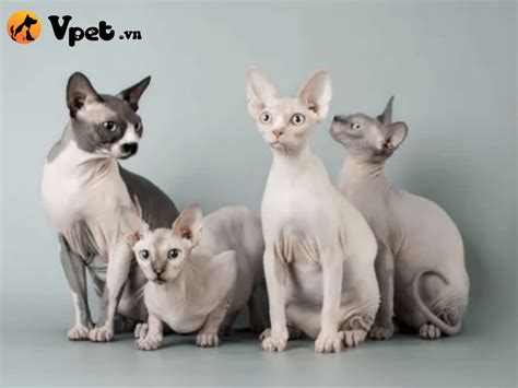 Mèo petterbald giá bán nguồn gốc đặc điểm và tính cách - Vpet.vn