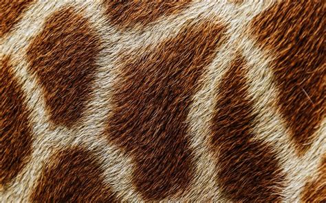 Download wallpapers giraffe skin texture, macro, brown blots texture ...