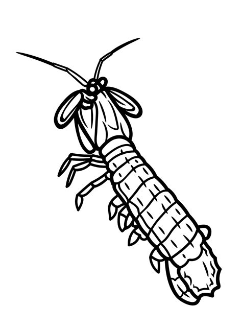 Mantis Shrimp Coloring Pages Printable for Free Download