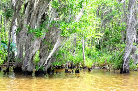 Louisiana: Honey Island Swamp Tour | StephC