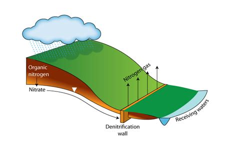 Denitrification wall diagram — Science Learning Hub