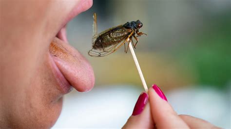 Can't get enough of cicadas? Check out these cicada stories and more