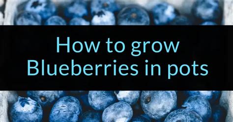 How to grow Blueberries in pots - Backyard Eden