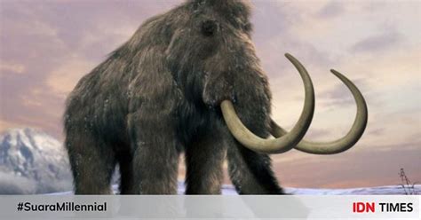 5 Fakta Unik Mammoth Berbulu, Si Gajah Purba yang Melegenda