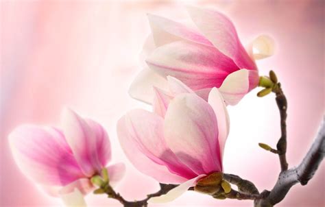 Pink Magnolia Wallpapers - Wallpaper Cave