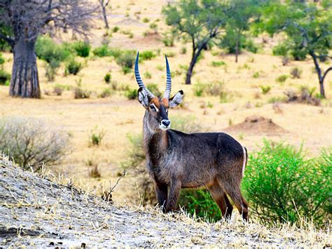 Best Lechwe Antelope Stock Photos, Pictures & Royalty-Free Images - iStock