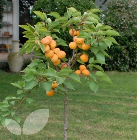 Dwarf Aprigold Fruit Trees For Sale | Blackmoor Fruit Nursery