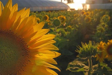 Sunflower field view 12719547 Stock Photo at Vecteezy