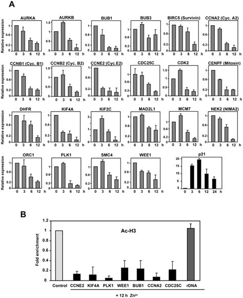 p21-mediated the down-regulation of genes involved in cell cycle. A.The... | Download Scientific ...