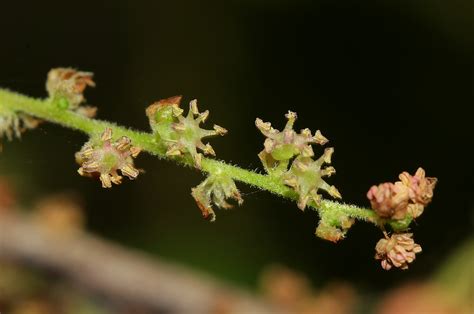 Flora of Zimbabwe: Species information: individual images: Alchornea ...