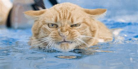 Swim GIFs - Find & Share on GIPHY