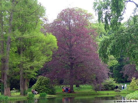 Hêtre commun, Fayard, Fagus sylvatica : planter, cultiver, multiplier