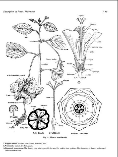 floral formula of sida cordifolia - Brainly.in