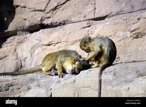 Talapoin Miopithecus ogouensis Stock Photo - Alamy