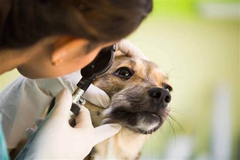 Dogs cry: Dog tears communicate sadness, warn of health issues