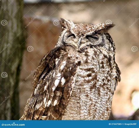 Africa Spotted Eagle Owl with Closed Eyes Stock Image - Image of pointed, horns: 27447585