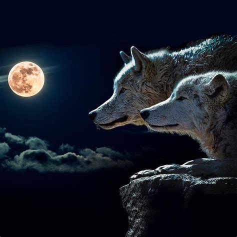 Wolf Wolves Howling at the Full Moon Photograph by Johnnie Art - Pixels