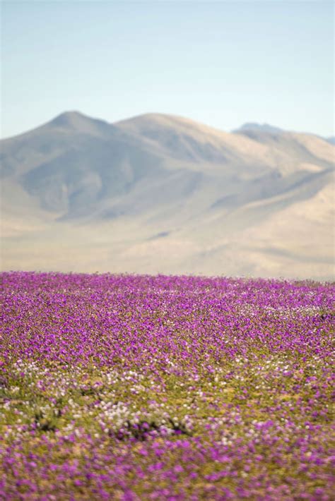 Atacama Desert Flowers Images | Best Flower Site