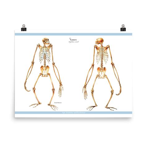Gibbon Skeletons Anterior & Posterior Views Gibbon Anatomy | Etsy