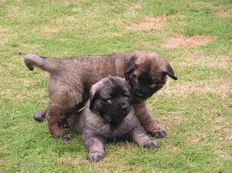 Leonberger vs Estrela Mountain Dog - Breed Comparison